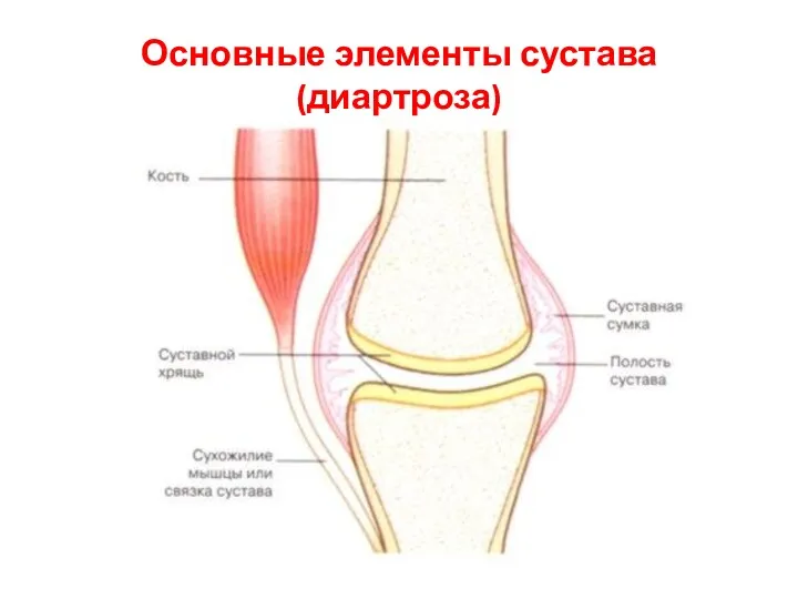 Основные элементы сустава (диартроза)