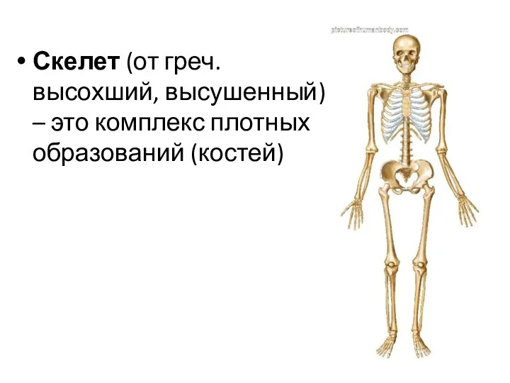 Скелет (от греч. высохший, высушенный) – это комплекс плотных образований (костей)