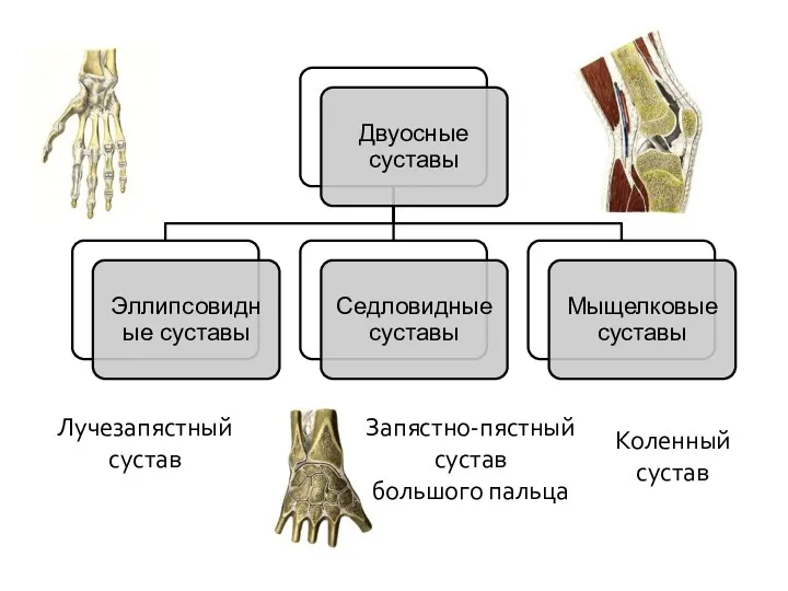 Лучезапястный сустав Запястно-пястный сустав большого пальца Коленный сустав