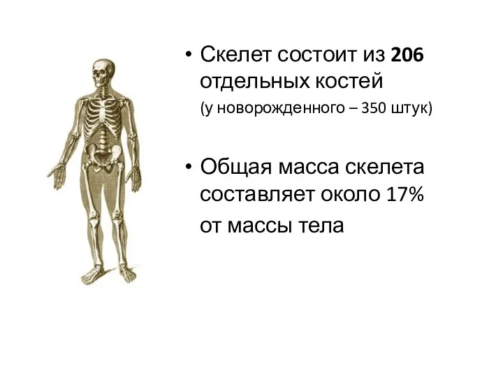 Скелет состоит из 206 отдельных костей (у новорожденного – 350