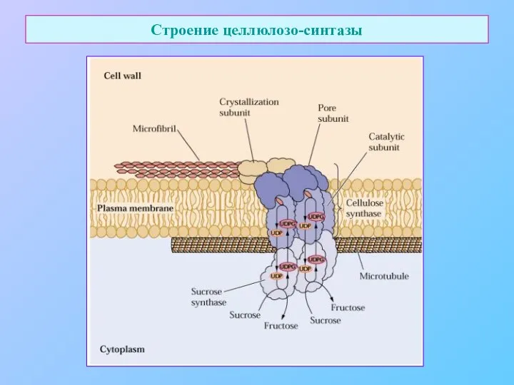 Строение целлюлозо-синтазы