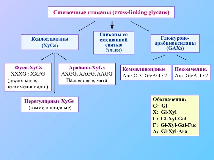 Сшивочные гликаны (cross-linking glycans) Ксилоглюканы (XyGs) Гликаны со смешанной связью