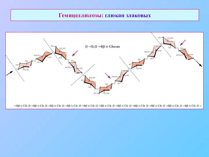 Гемицеллюлозы: глюкан злаковых