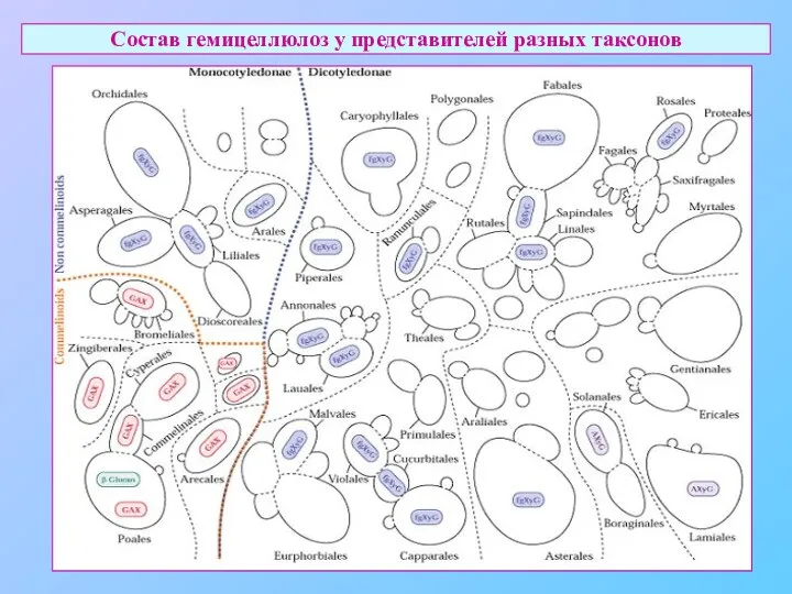 Состав гемицеллюлоз у представителей разных таксонов