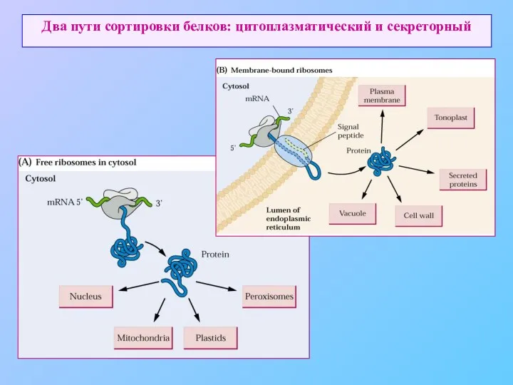 Два пути сортировки белков: цитоплазматический и секреторный