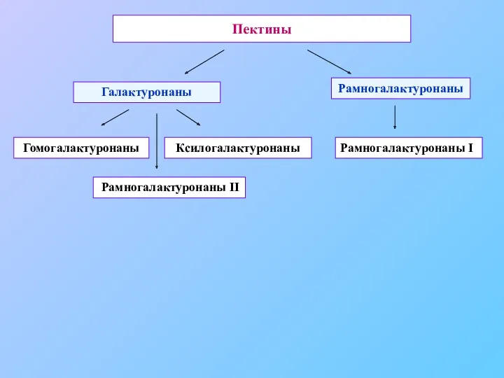 Пектины Галактуронаны Рамногалактуронаны Гомогалактуронаны Ксилогалактуронаны Рамногалактуронаны II Рамногалактуронаны I