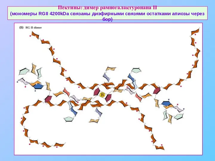 Пектины: димер рамногалактуронана II (мономеры RGII 4200kDa связаны диэфирными связями остатками апиозы через бор)