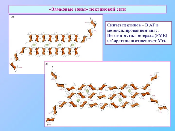 «Замковые зоны» пектиновой сети Синтез пектинов – В АГ в