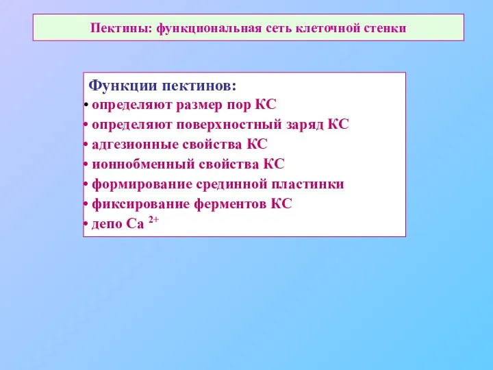 Пектины: функциональная сеть клеточной стенки Функции пектинов: определяют размер пор