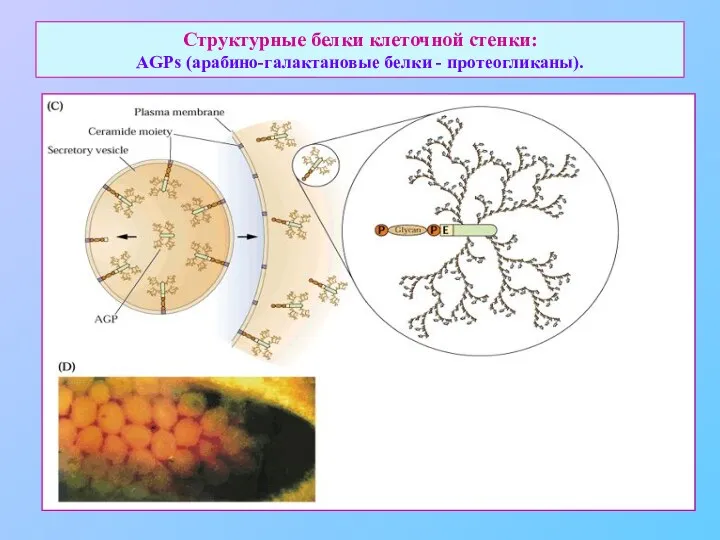 Структурные белки клеточной стенки: AGPs (арабино-галактановые белки - протеогликаны).