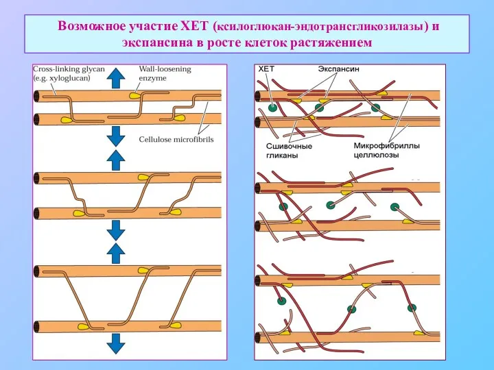 Возможное участие ХЕТ (ксилоглюкан-эндотрансгликозилазы) и экспансина в росте клеток растяжением
