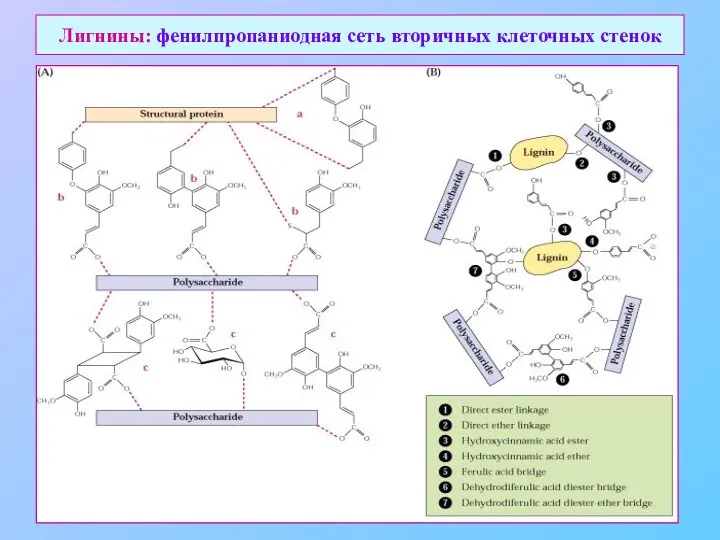 Лигнины: фенилпропаниодная сеть вторичных клеточных стенок