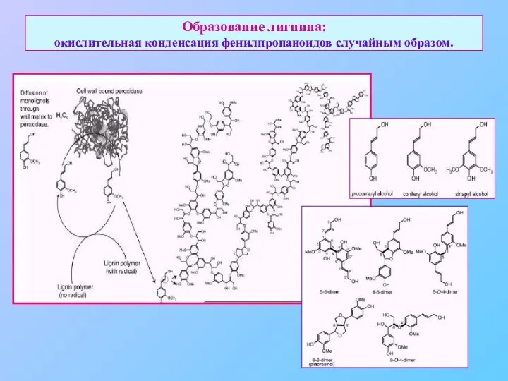 Образование лигнина: окислительная конденсация фенилпропаноидов случайным образом.