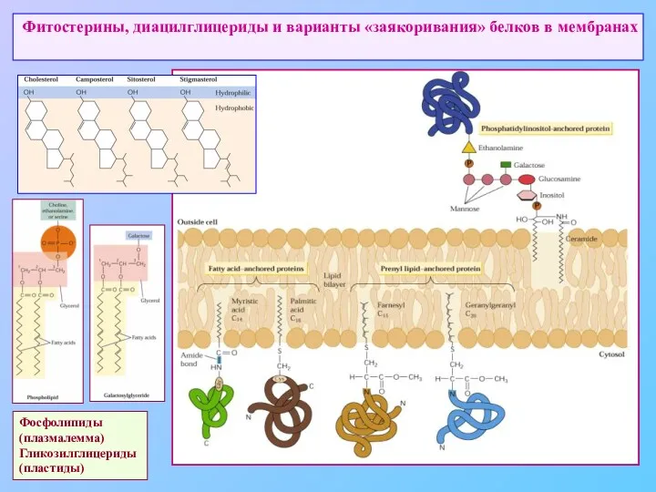 Фитостерины, диацилглицериды и варианты «заякоривания» белков в мембранах Фосфолипиды (плазмалемма) Гликозилглицериды (пластиды)