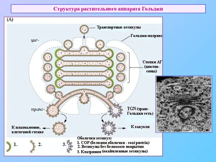 Структура растительного аппарата Гольджи