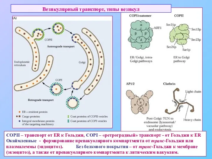 Везикулярный транспорт, типы везикул COPII – транспорт от ER к