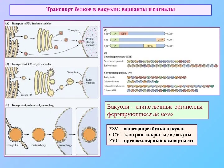 Транспорт белков в вакуоли: варианты и сигналы PSV – запасающая