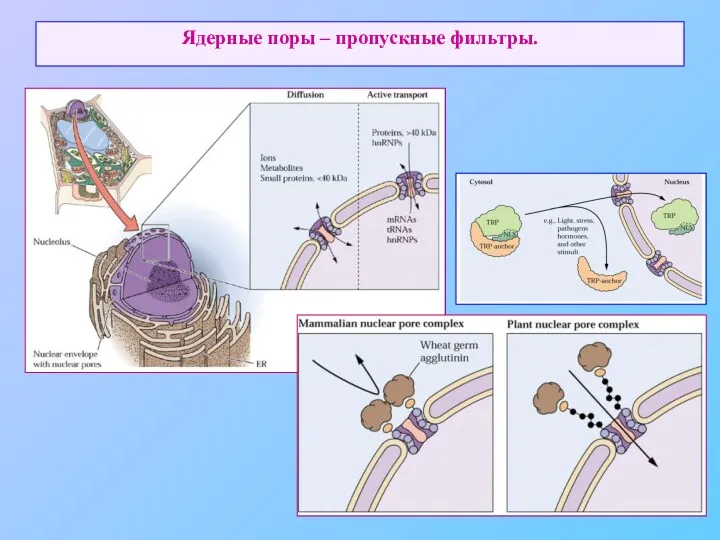 Ядерные поры – пропускные фильтры.