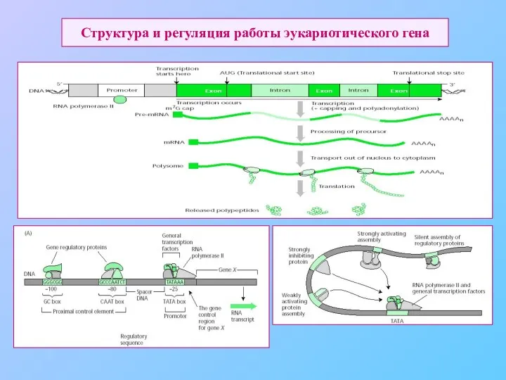 Структура и регуляция работы эукариотического гена