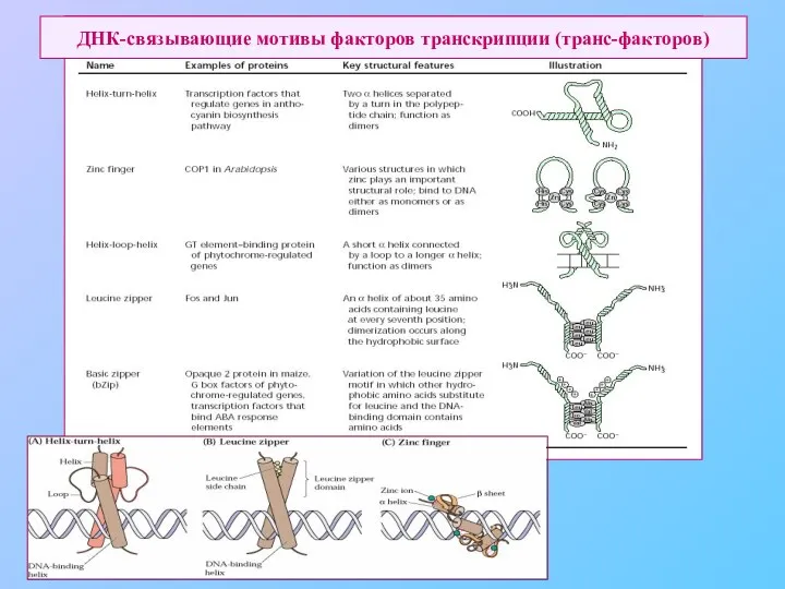 ДНК-связывающие мотивы факторов транскрипции (транс-факторов)