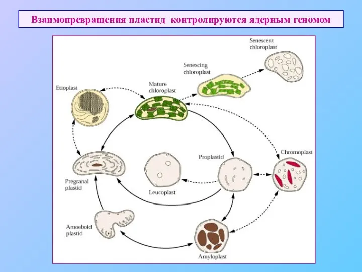 Взаимопревращения пластид контролируются ядерным геномом