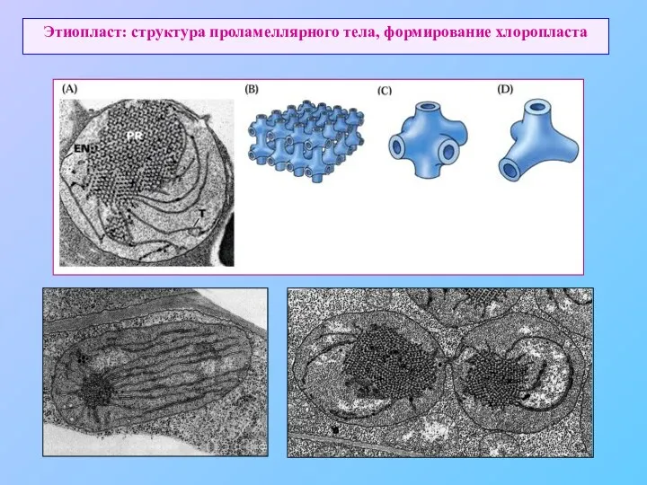 Этиопласт: структура проламеллярного тела, формирование хлоропласта
