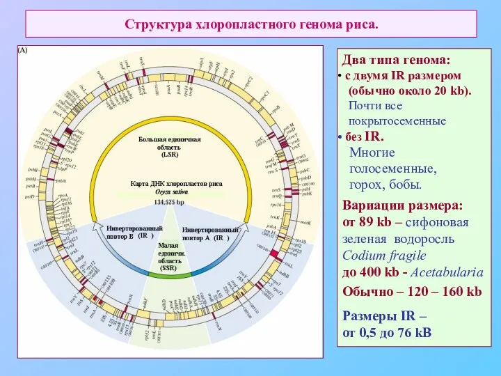 Структура хлоропластного генома риса. Два типа генома: c двумя IR