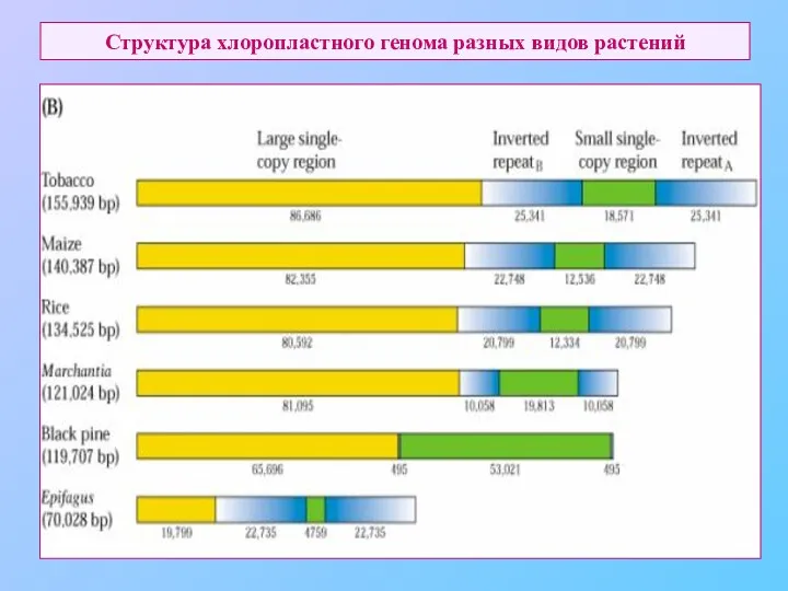 Структура хлоропластного генома разных видов растений