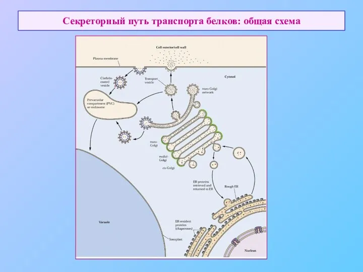 Секреторный путь транспорта белков: общая схема