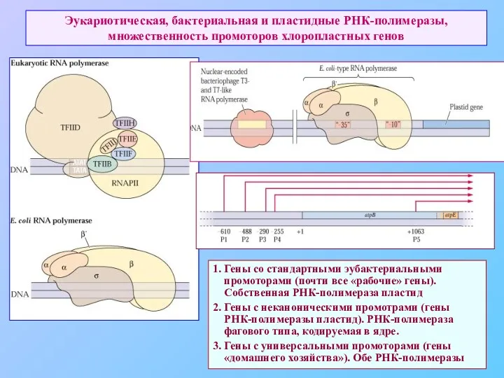 Эукариотическая, бактериальная и пластидные РНК-полимеразы, множественность промоторов хлоропластных генов 1.