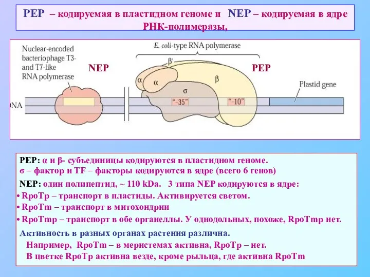 PEP – кодируемая в пластидном геноме и NEP – кодируемая