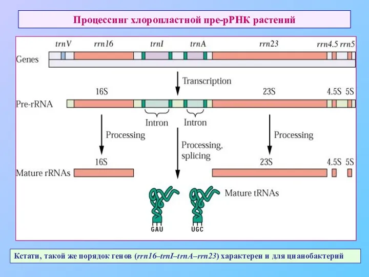 Процессинг хлоропластной пре-рРНК растений Кстати, такой же порядок генов (rrn16–trnI–trnA–rrn23) характерен и для цианобактерий