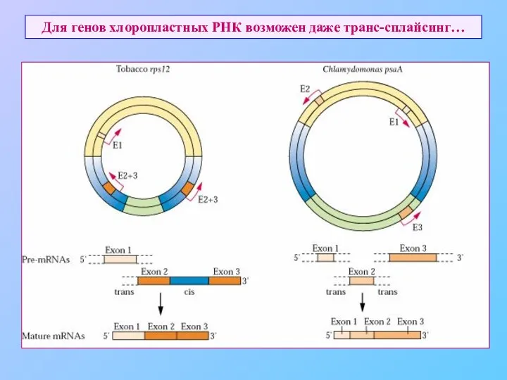 Для генов хлоропластных РНК возможен даже транс-сплайсинг…