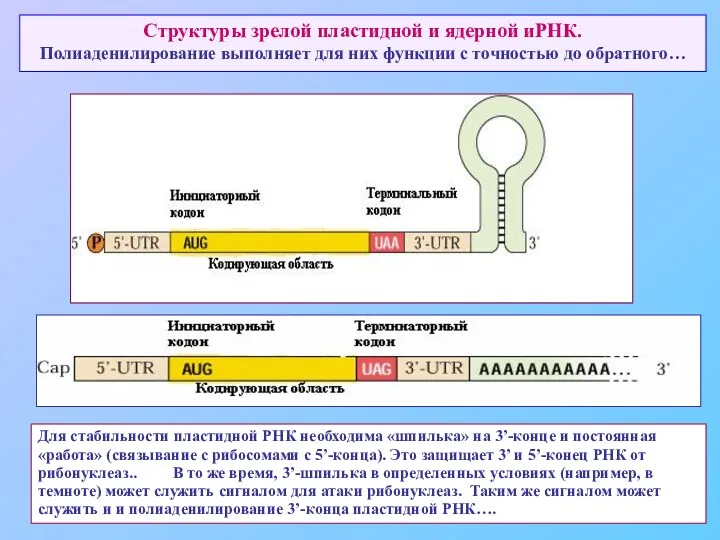 Структуры зрелой пластидной и ядерной иРНК. Полиаденилирование выполняет для них