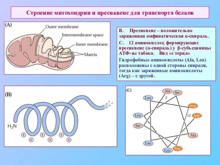 Строение митохондрии и пресиквенс для транспорта белков В. Пресиквенс –