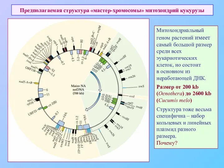 Предполагаемая структура «мастер-хромосомы» митохондрий кукурузы Митохондриальный геном растений имеет самый