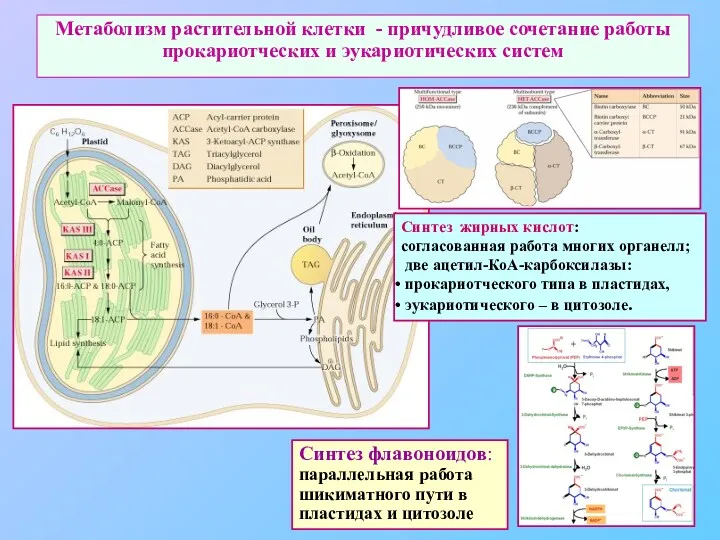 Метаболизм растительной клетки - причудливое сочетание работы прокариотческих и эукариотических