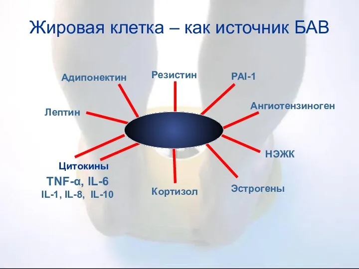 Жировая клетка – как источник БАВ Лептин Адипонектин Резистин Ангиотензиноген