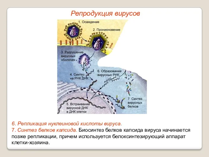 6. Репликация нуклеиновой кислоты вируса. 7. Синтез белков капсида. Биосинтез