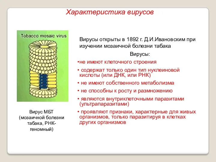 Вирусы открыты в 1892 г. Д.И.Ивановским при изучении мозаичной болезни