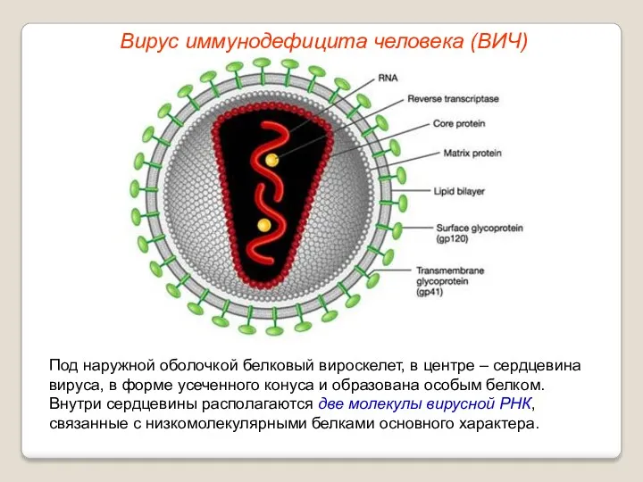 Под наружной оболочкой белковый вироскелет, в центре – сердцевина вируса,