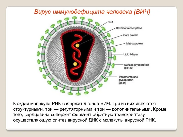 Каждая молекула РНК содержит 9 генов ВИЧ. Три из них