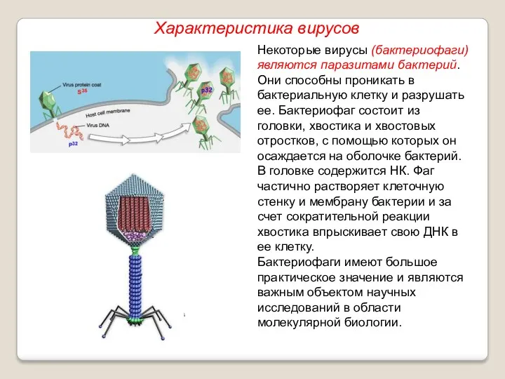 Некоторые вирусы (бактериофаги) являются паразитами бактерий. Они способны проникать в