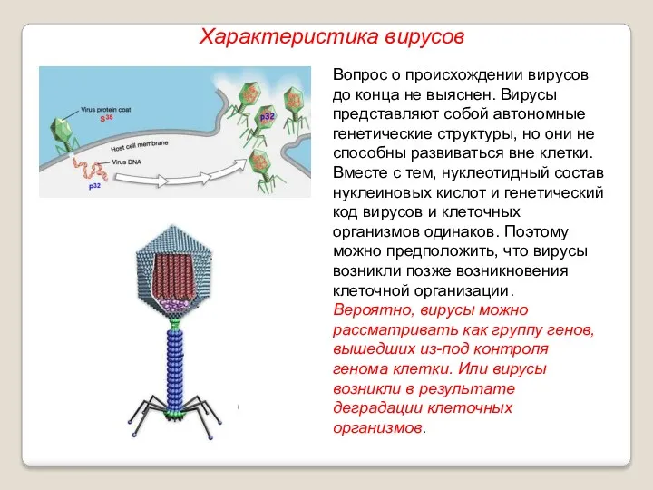 Вопрос о происхождении вирусов до конца не выяснен. Вирусы представляют