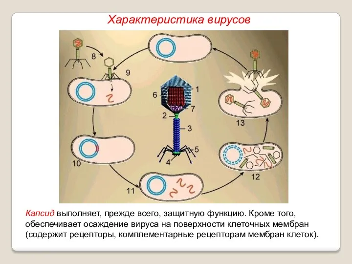 Капсид выполняет, прежде всего, защитную функцию. Кроме того, обеспечивает осаждение