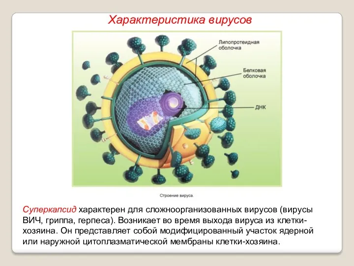 Суперкапсид характерен для сложноорганизованных вирусов (вирусы ВИЧ, гриппа, герпеса). Возникает
