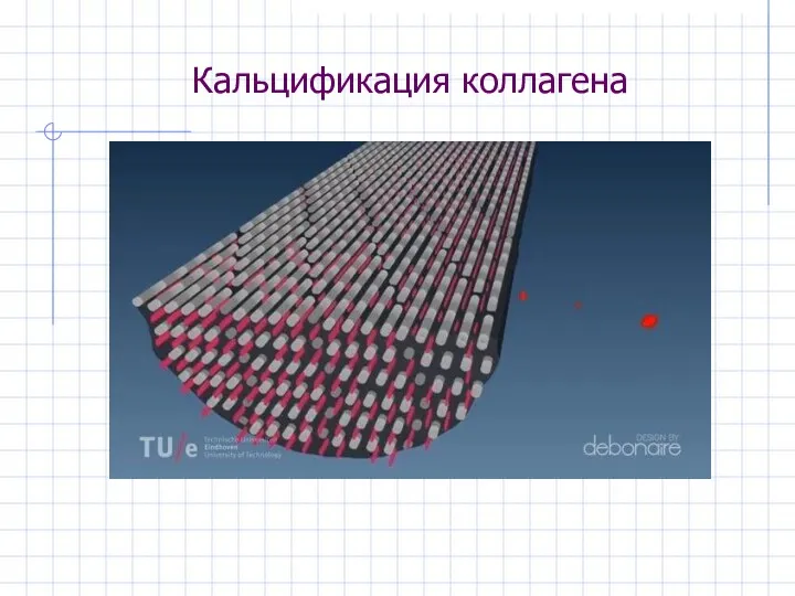 Кальцификация коллагена