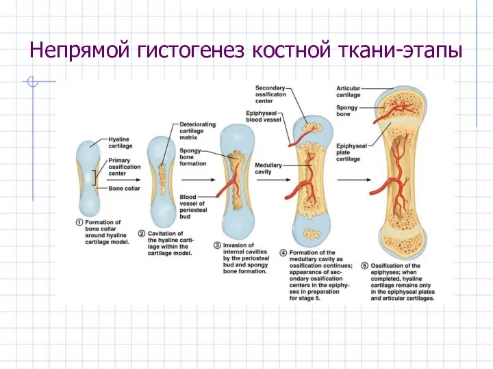 Непрямой гистогенез костной ткани-этапы