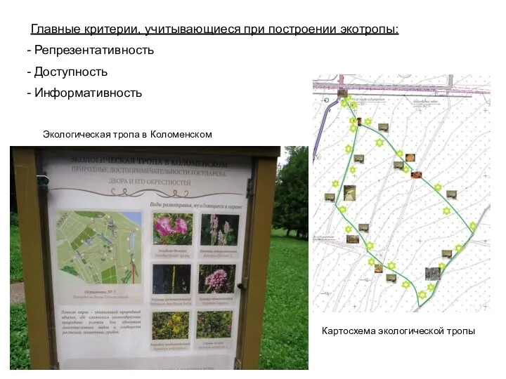 Картосхема экологической тропы Экологическая тропа в Коломенском Главные критерии, учитывающиеся при построении экотропы: Репрезентативность Доступность Информативность