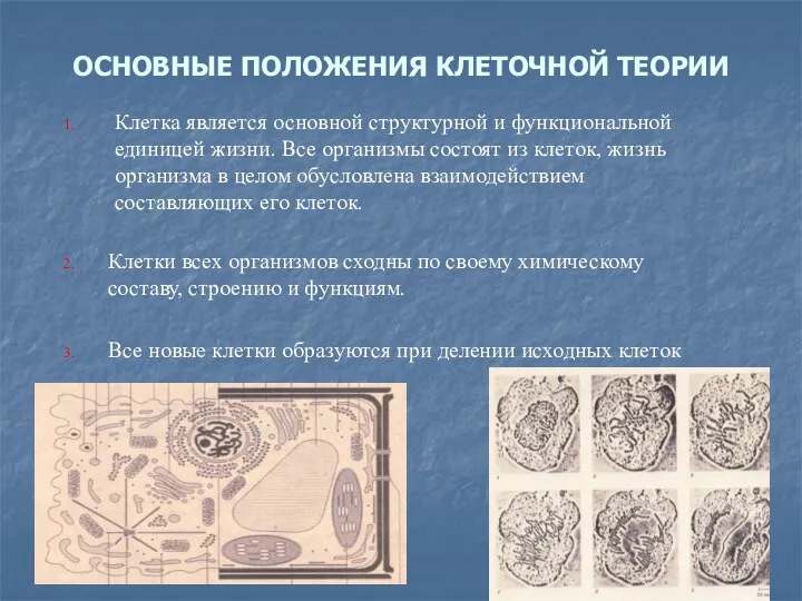 ОСНОВНЫЕ ПОЛОЖЕНИЯ КЛЕТОЧНОЙ ТЕОРИИ Клетки всех организмов сходны по своему